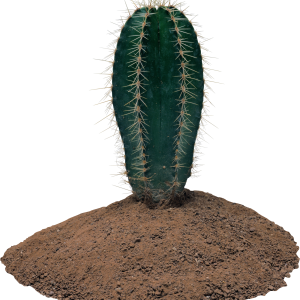 Cactus PNG image