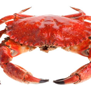 Crab PNG
