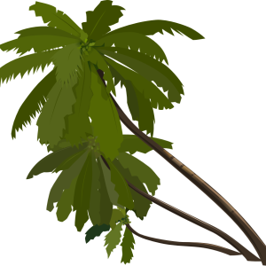 Palm tree PNG