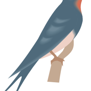 Swallow PNG