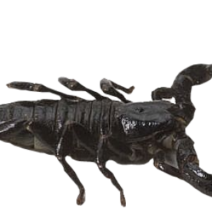 Scorpion PNG