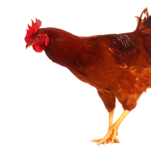Cock PNG