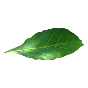 Tobacco PNG