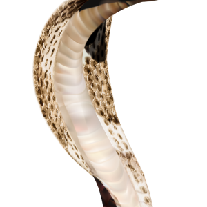 Cobra PNG