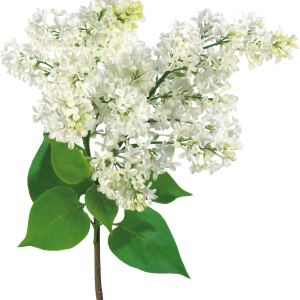 Lilac PNG