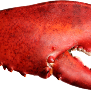Lobster claw PNG
