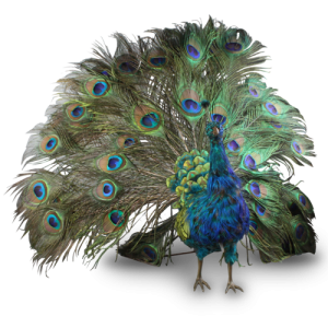 Peacock PNG