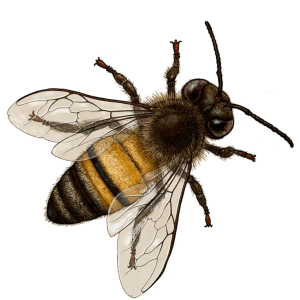 Bee PNG