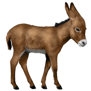 Donkey PNG