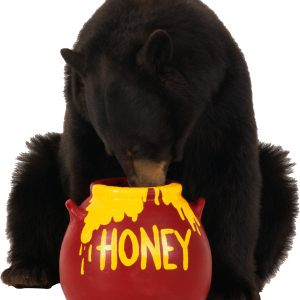 brown bear eats honey PNG image