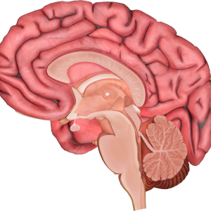 Brain PNG