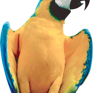Parrot PNG image