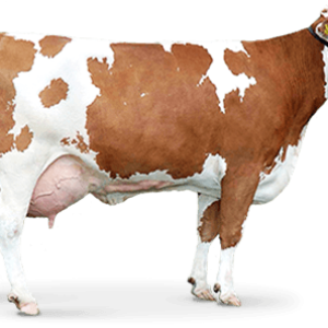 cow PNG