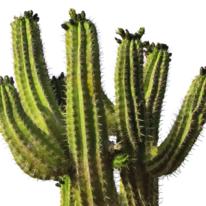 Cactus PNG image