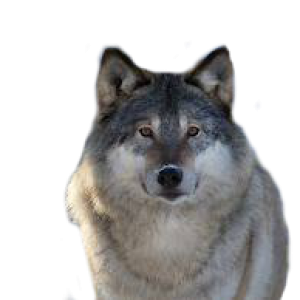 Wolf PNG