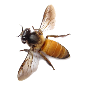 Bee PNG image