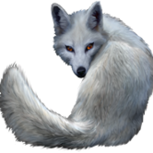 Arctic fox PNG