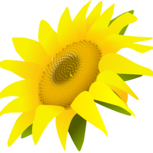 Sunflower PNG