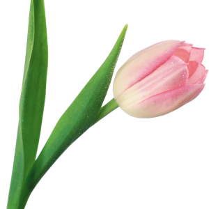 Tulip PNG image