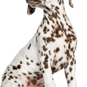 Dalmatian puppy PNG