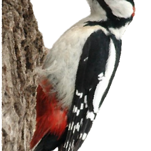 Woodpecker PNG