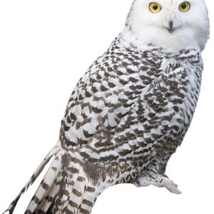 Owl PNG