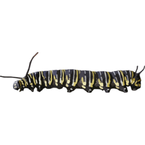 Caterpillar PNG