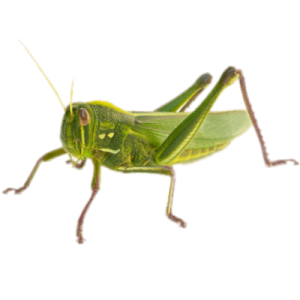 Grasshopper PNG