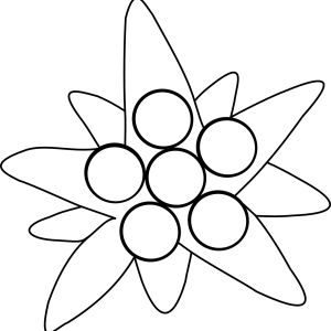 Edelweiss PNG