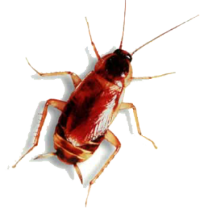 Roach PNG