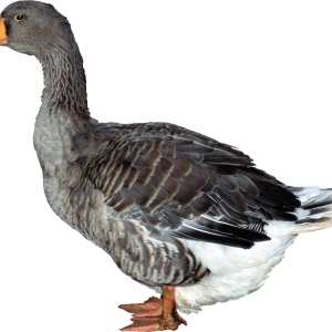 Duck PNG image