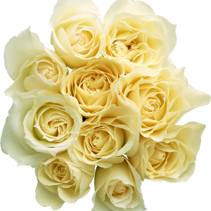 White rose PNG image, flower white rose PNG picture