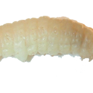 Maggot PNG