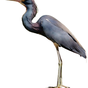 Heron PNG