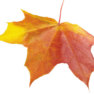 autumn PNG leaf