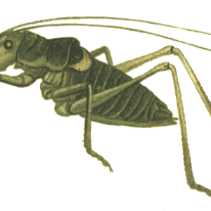 Grasshopper PNG
