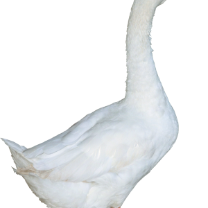 Duck PNG image