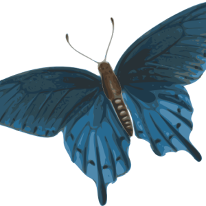 Butterfly PNG image