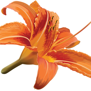 Lilium PNG
