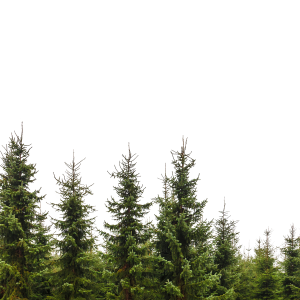 Forest PNG