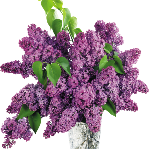 Lilac PNG