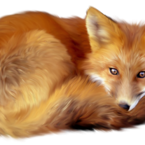 Fox PNG