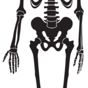 Skeleton PNG