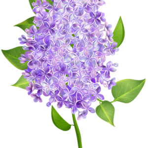 Lilac PNG