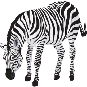 Zebra PNG image