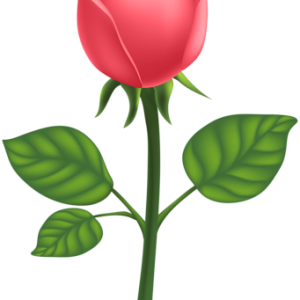 Rose PNG