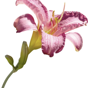 Lilium PNG