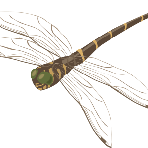 Dragonfly PNG