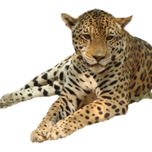 Leopard PNG