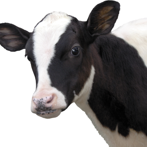 cow PNG